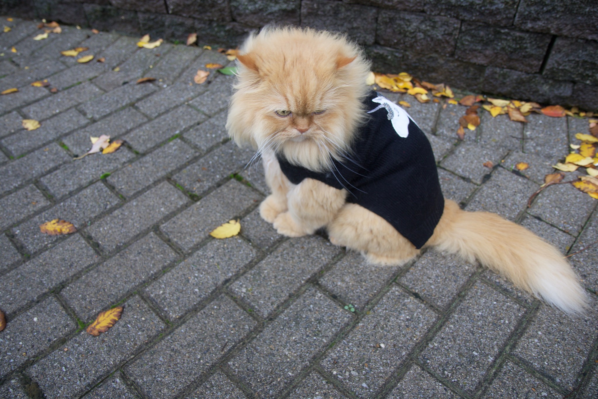 72962672_10156631855483365_5272389741038272512_o